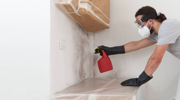 Professional Basement Mold Removal technician working in Woodridge, IL