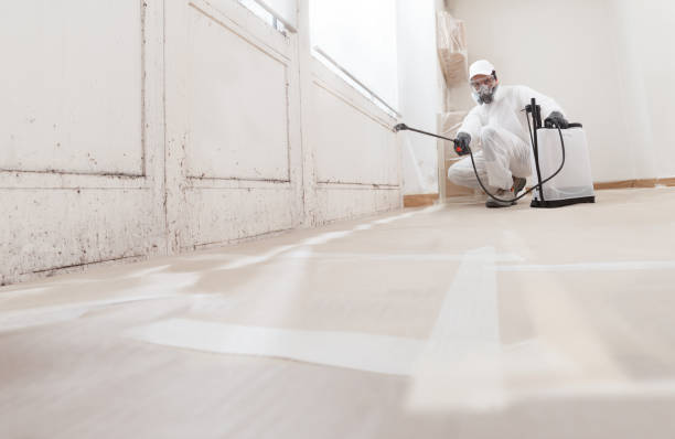 24/7 Emergency Basement Mold Removal experts in Woodridge, IL
