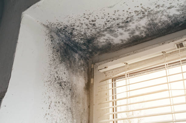 Affordable Basement Mold Removal solutions in Woodridge, IL