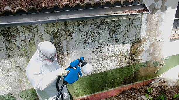 Top rated local Basement Mold Removal specialists in Woodridge, IL